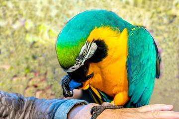 Playing with parrot macaws ( Ara ararauna)
