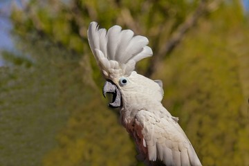 White Cockatoo parrot ( Cacatua alba or Umbrella Cockatoo) © flik47