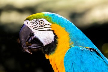 parrot macaws ( Ara ararauna)