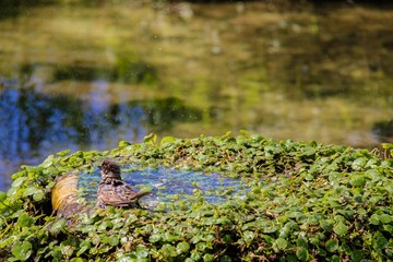 Urban sparrow bathing in the water pool with goldfish