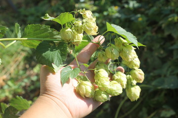 Hop cones in hand
