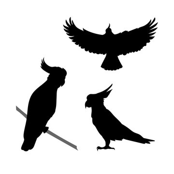 Cockatoo Bird Vector Silhouettes.