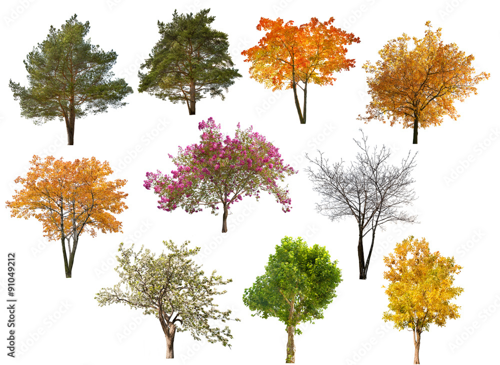 Canvas Prints collection of ten isolated trees