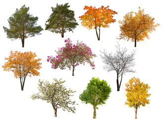 collection of ten isolated trees