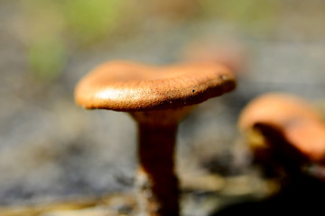 Close-up picture of poisonous mushroom in nature