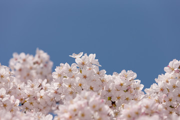 満開の桜の花