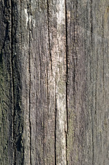 Wood background