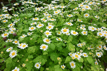 Flowering Feverfew a traditional medicinal herb. 