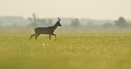 roe buck walking in the meadow