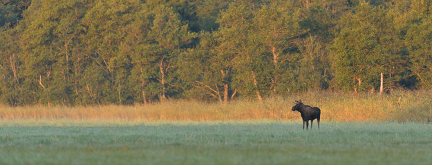 moose bull in the meadow at sunrise