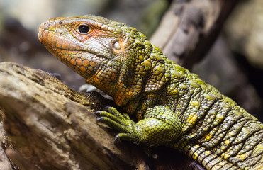 Fototapeta premium Closeup of Northern Caiman Lizard