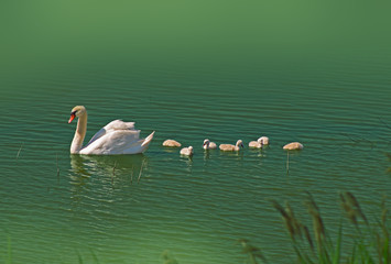 Swan with cute little swans