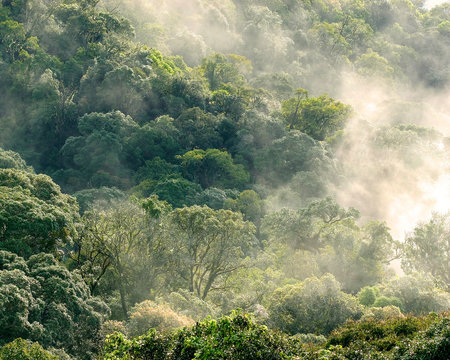 Fototapeta Aerial view of rainforest with mist and sunlight  in the morning