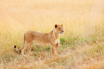Female lion in Masai Mara
