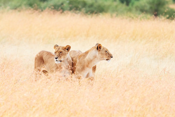 Fototapeta na wymiar Two lionesses in Masai Mara