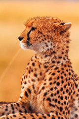 Male cheetah in Masai Mara