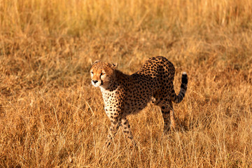 Naklejka premium Male cheetah in Masai Mara
