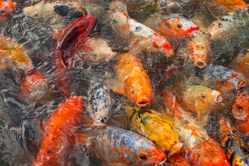 Obraz na płótnie Canvas Feeding colored carp in the pond.
