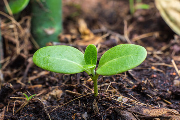 Planting a small plant on a pile of soil 