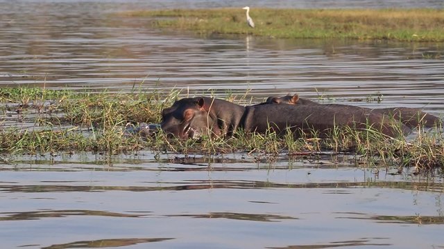 Hippos in the Water