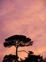 Trees before an evening sky