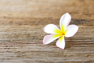 Notebook and plumaria flower on wood table