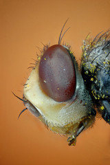 Microfotografia de la cabeza de un tabano utilizando la tecnica del apilado de imagenes