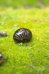  Pill Millipede walk on moss