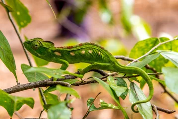 Door stickers Chameleon Green chameleon in Anja nature reserve