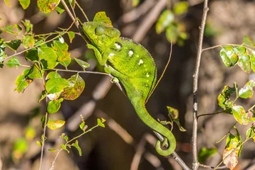 Papier Peint photo Lavable Caméléon Green chameleon in Anja nature reserve