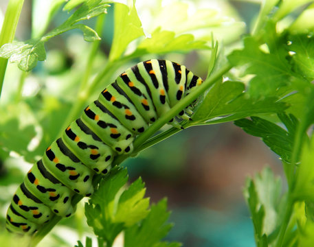 Machaon