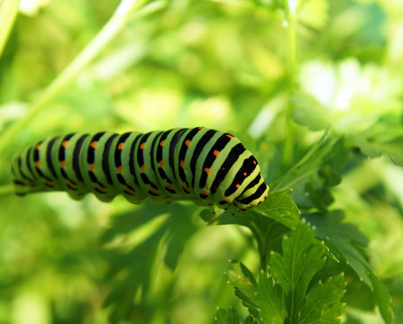 Machaon