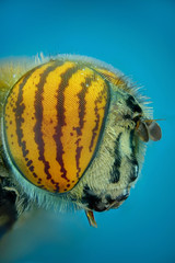 Microfotografia de la cabeza de una mosca tigre utilizando la tecnica del apilado de imagenes