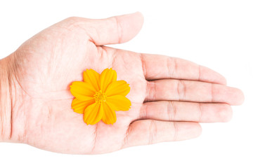 close up yellow flower on hand white background