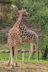Obraz premium giraffe