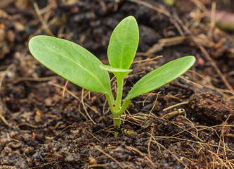 Planting a small plant on a pile of soil 