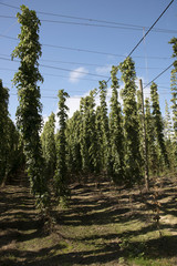 Hops in a hop garden at Sandhurst Kent England UK