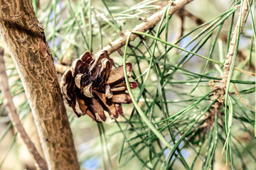 Pinecone
