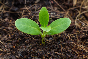 Planting a small plant on a pile of soil 