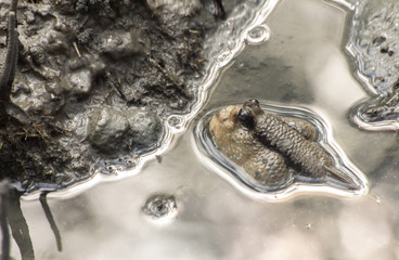Mudskippers in mangrove with water.