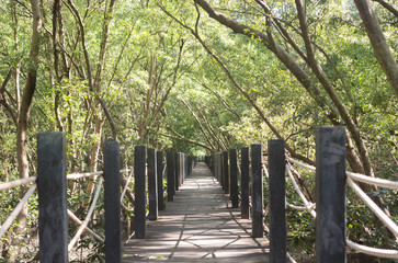 Wood bridge in mangrove forest. Explore nature.