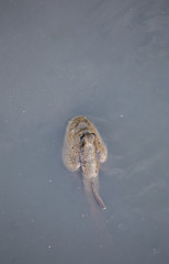 Mudskippers in mangrove with water.