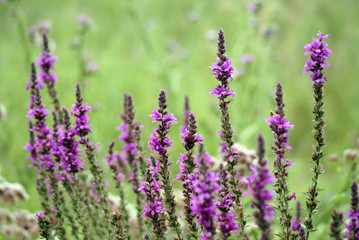 Purple loosestrife / Lythrum salicaria