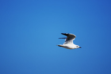 Sea gull