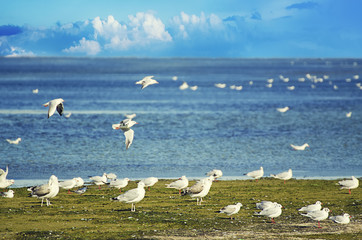 Fototapeta na wymiar Sea gulls