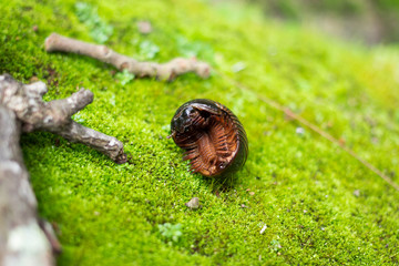  Ventral of Pill Millipede in tropical forest