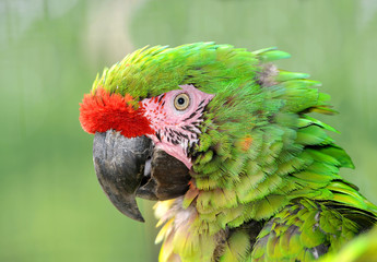 Military macaw (Ara militaris mexicana) portrait © vencav