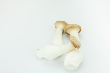 Big Oyster Mushroom (Pleurotus Eryngii Mushroom) isolated in the white background