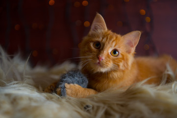 Cute Fluffy Red Kitten Playing with Toy Mouse