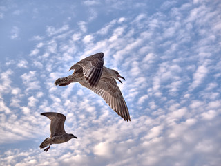 Seagulls in the evening